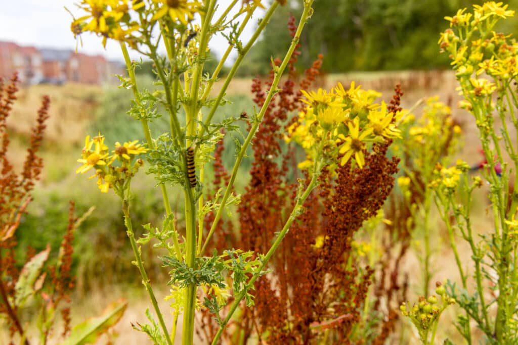 Photo of black and yellow striped caterpillar on a yellow ragwort plant stem.