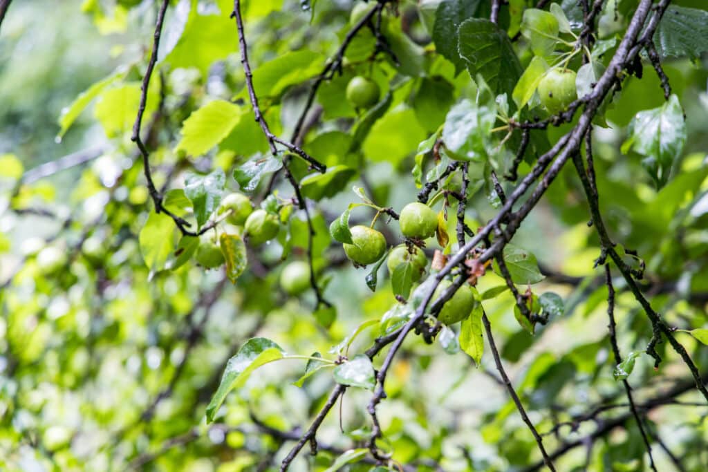Photo of crab apple tree.