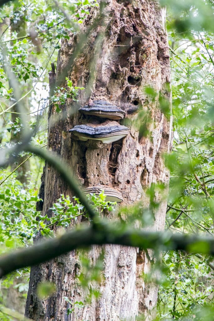 Photo of fungi called Ganoderma or Artist bracket fungi attached to tree bark. It is called that because the underside is pure white and historically used by artists to sketch on.