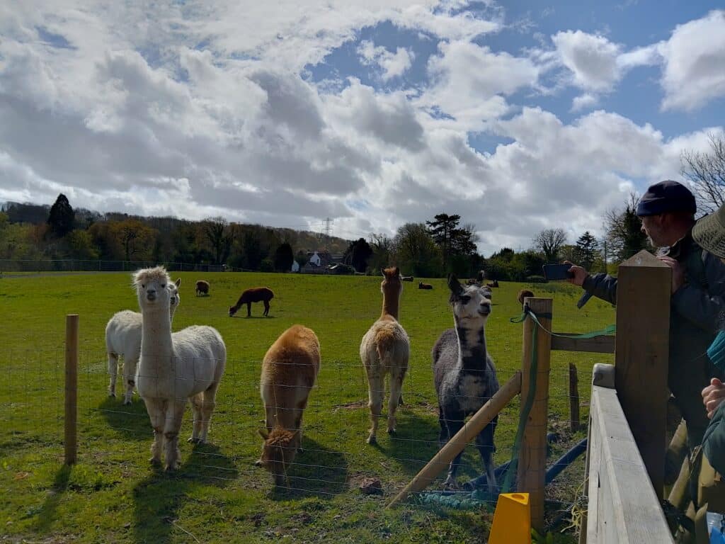 Photo of the walk leader leaning over a fence and taking a photo of some alpacas in their field.